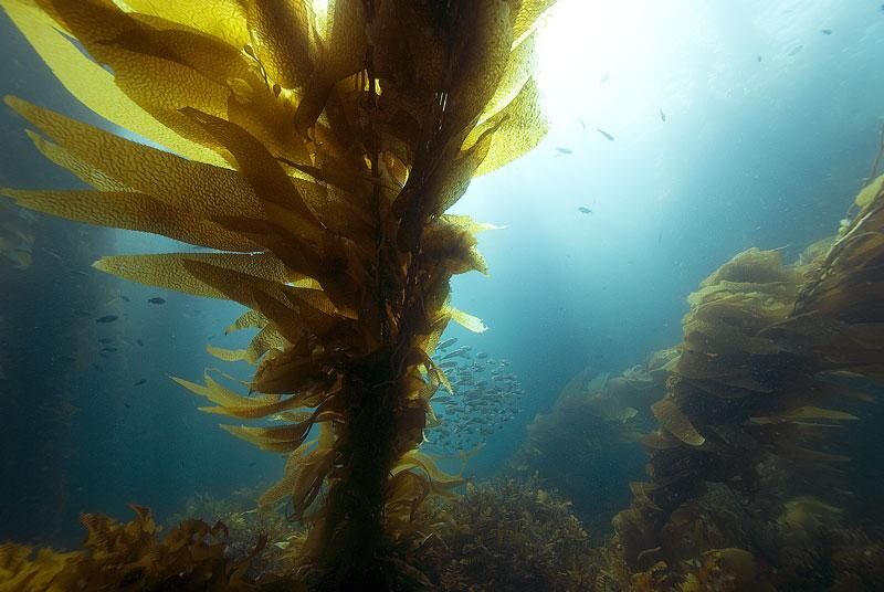 Kelp Nudeln: Der rohköstliche Pasta-Ersatz